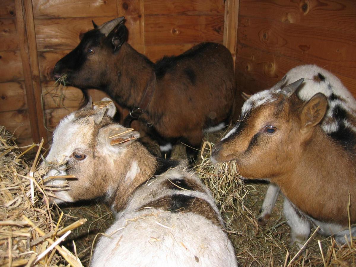 Bed and Breakfast Comme A La Ferme Durbuy Zewnętrze zdjęcie